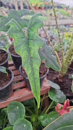 Alocasia Jacklyn en Guadalupe, Nuevo León