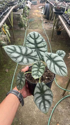 Alocasia Silver Dragon en Tres Valles, Veracruz