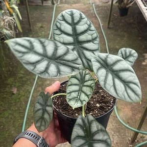 Alocasia Silver Dragon
