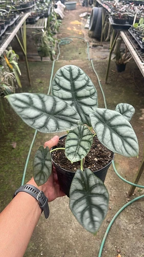 Alocasia Silver Dragon en Tres Valles, Veracruz