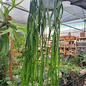 Rhipsalis