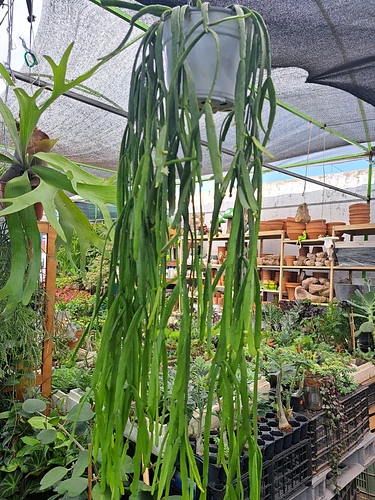 Rhipsalis en Guadalupe, Nuevo León