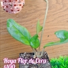 Hoya Flor de Cera