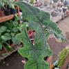 Alocasia Jacklyn