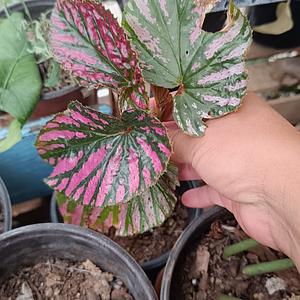 Begonia Brevirimosa