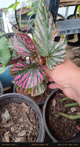 Begonia Brevirimosa en Tehuacán, Puebla