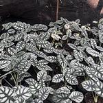Alocasia Silver Dragon