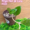 Hoya Flor de Cera