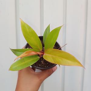 Philodendron Prince Of Orange