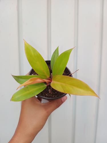 Philodendron Prince Of Orange en Berriozábal, Chiapas