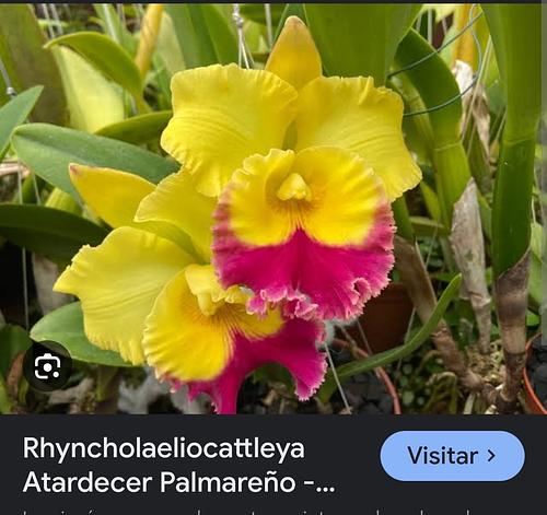 Rlc. Atardecer Palmareño en Puebla, Puebla