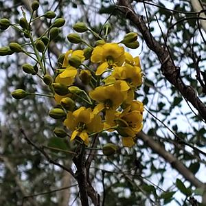 Árbol del Potro o Potro