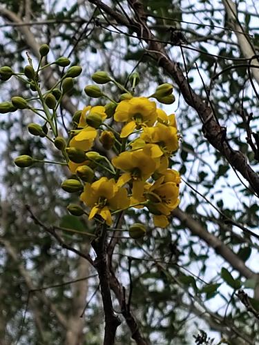 Árbol del Potro o Potro en Montemorelos, Nuevo León