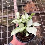 Syngonium Reyes Magos