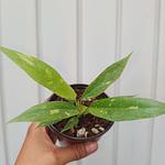 Philodendron Ring Of Fire