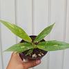 Philodendron Ring Of Fire