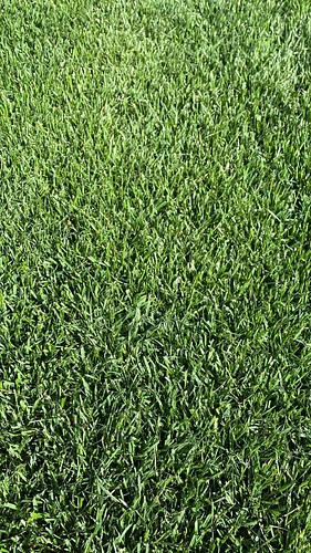 Pasto en Mixquiahuala De Juarez, Hidalgo