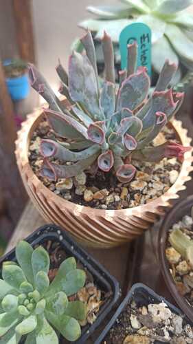 Echeveria Trumpet en Monterrey, Nuevo León