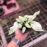 Syngonium Reyes Magos