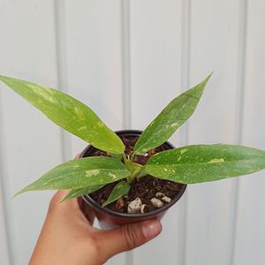 Philodendron Ring Of Fire