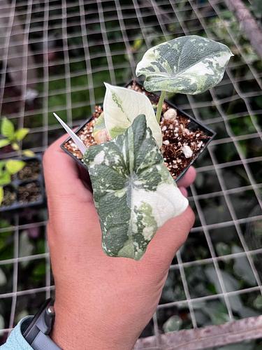 Alocasia Melo en Tres Valles, Veracruz