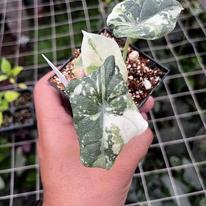 Alocasia Melo