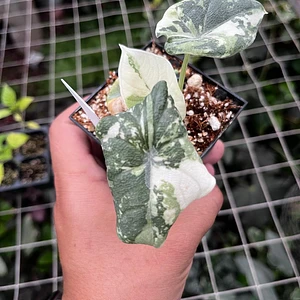 Alocasia Melo