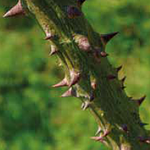 Ceiba