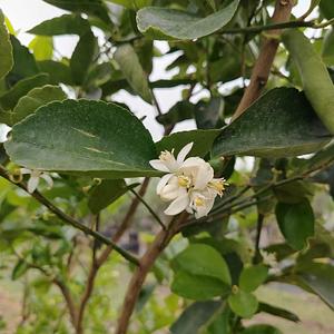 Limón Persa Sin Semilla