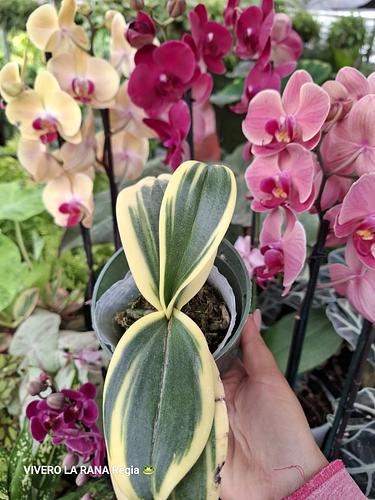 Orquidea Phanelopsis Variegada en Guadalupe, Nuevo León