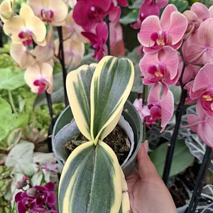 Orquidea Phanelopsis Variegada