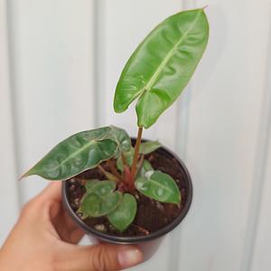 Philodendron Billietae