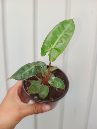 Philodendron Billietae en Berriozábal, Chiapas