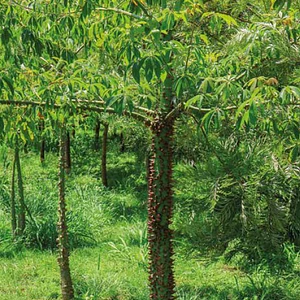 Ceiba