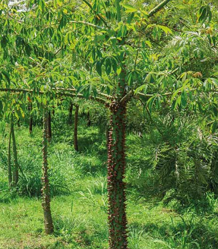 Ceiba en Atlixco, Puebla