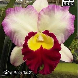Rlc. Ann Joy N°2