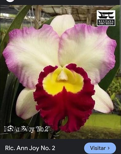 Rlc. Ann Joy N°2 en Puebla, Puebla