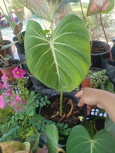 Gloriosum en Tehuacán, Puebla