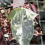 Alocasia Melo