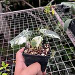 Alocasia Melo