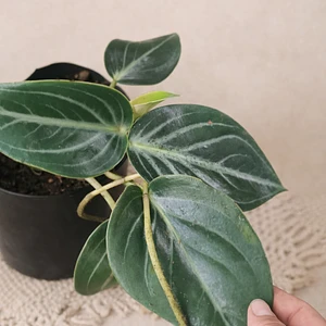 Peperomia Maculosa