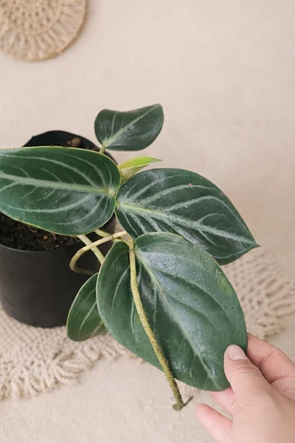 Peperomia Maculosa en Tehuacán, Puebla