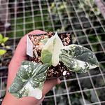 Alocasia Melo
