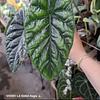 Alocasia sinuata