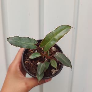 Philodendron Billietae Dark Form