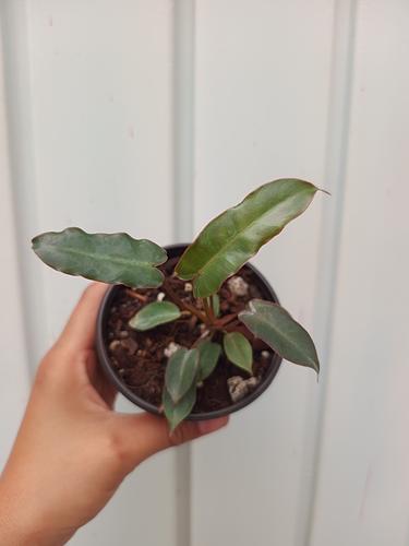 Philodendron Billietae Dark Form en Berriozábal, Chiapas