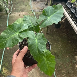 Alocasia Low Rider