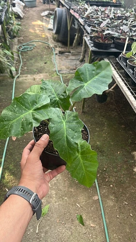 Alocasia Low Rider en Tres Valles, Veracruz
