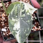 Alocasia Melo