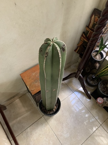 Cactus Órgano en Guadalupe, Nuevo León